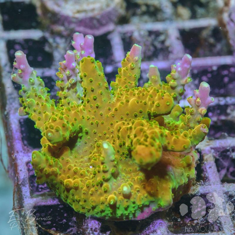 Acropora Gold Pink Spotty